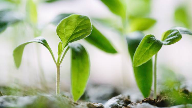 Hoe ontstaan complottheorieën?